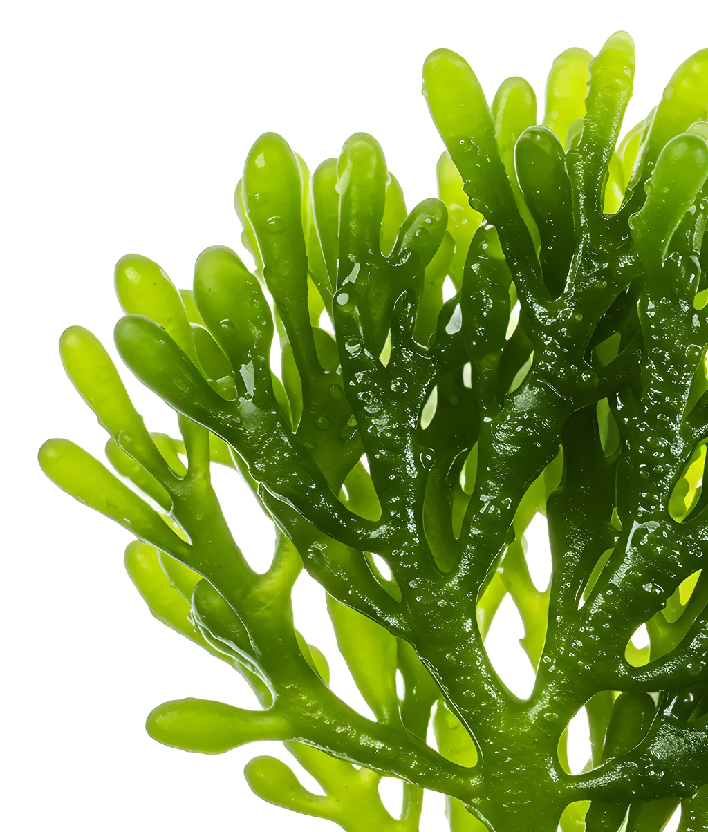 
                     
                       Насыщает нутриентами
                     
                     